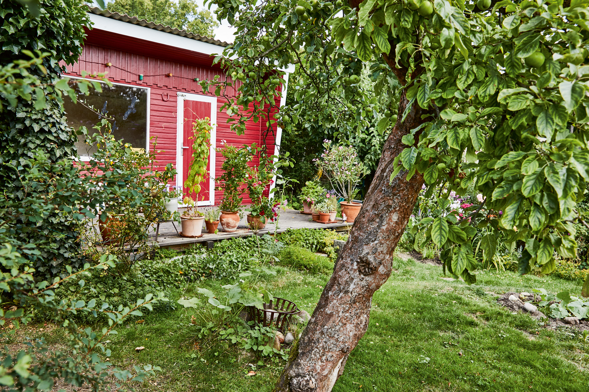 Árvore de fruto num espaço verde à frente de uma casa de jardim vermelha