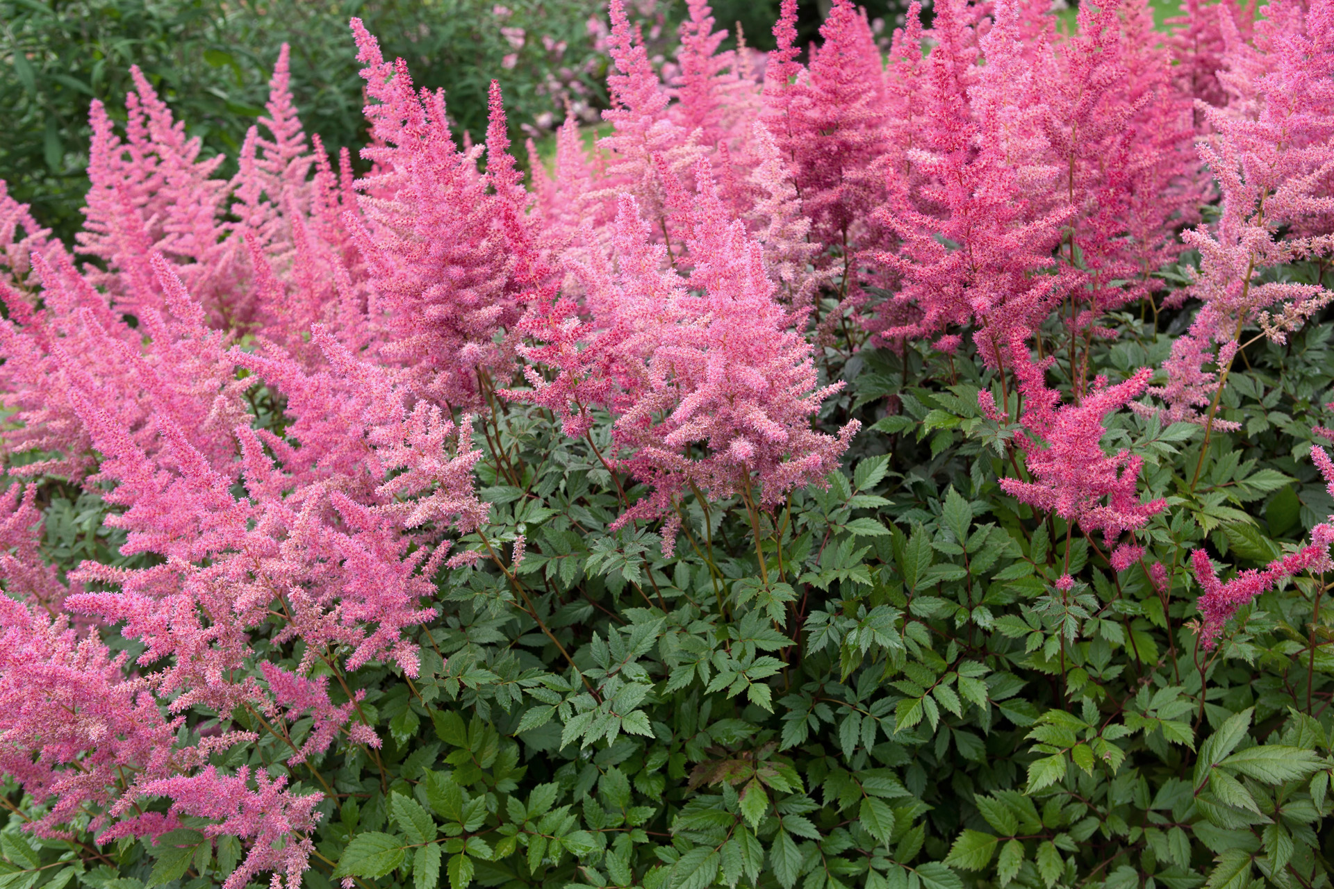 Astilbe rosa em flor