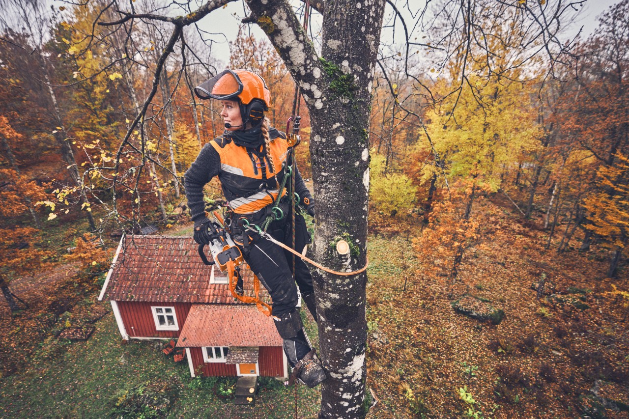 A arborista Viktoria Carstens pendurada numa bétula com um cabo de segurança e uma motosserra a bateria STIHL MSA 220 T 