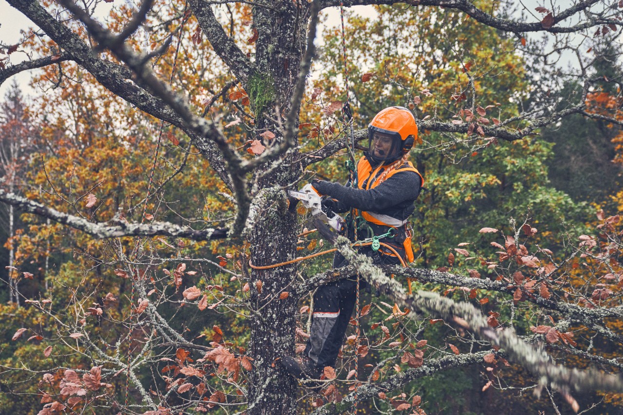 Viktoria Carstens corta um ramo numa copa de árvore com uma minipodadora de corrente STIHL GTA 40
