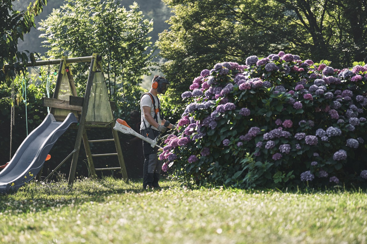 Um homem com viseira e proteção auditiva com uma foice a motor STIHL em frente a um grande arbusto de hortênsias 