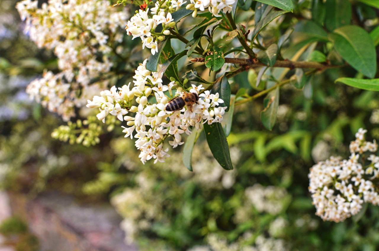 Plantas de jardim de flor branca com abelhas
