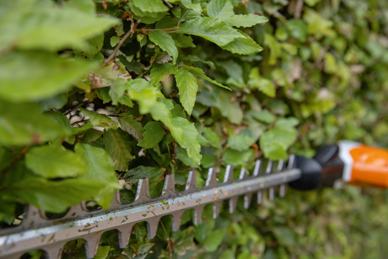 Imagem ampliada de como se corta uma sebe com uma podadora de sebes em altura angular STIHL