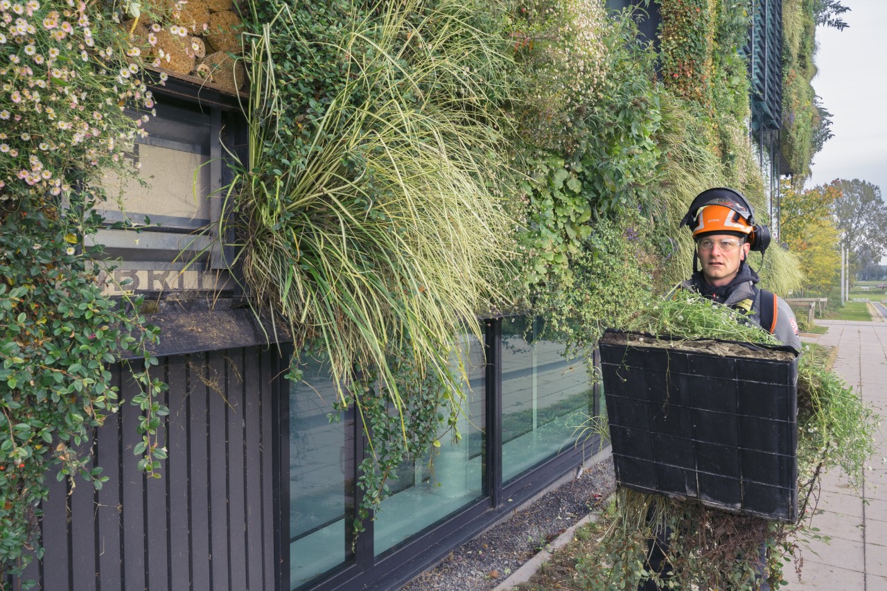 Homem com capacete de segurança com um vaso para renovar a vegetação de um edifício