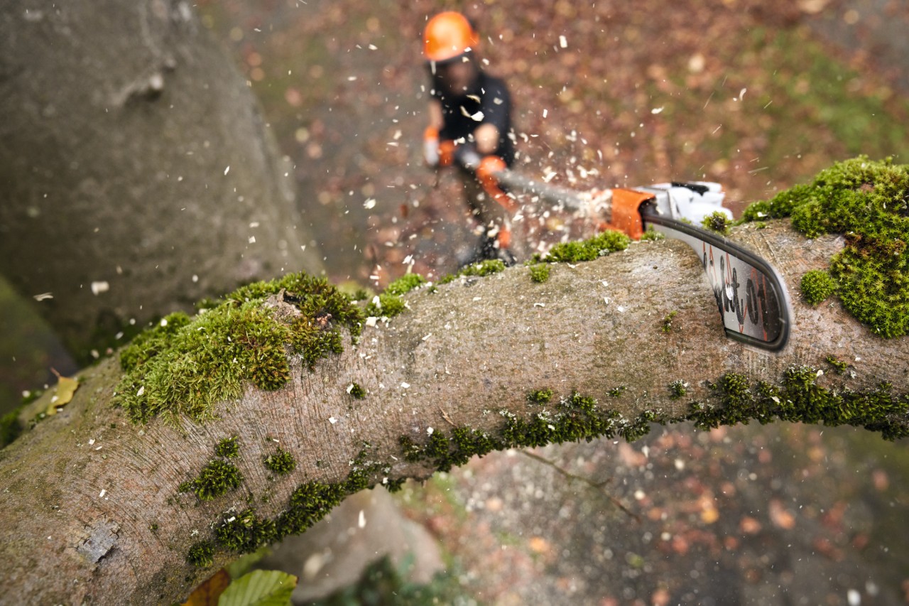 Um homem a trabalhar com equipamento de proteção individual numa floresta coberta de neve, em primeiro plano, uma podadora em altura a bateria STIHL HTA 150 encostada a um tronco de árvore