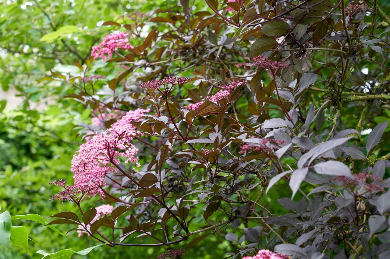 Sabugueiro preto num jardim
