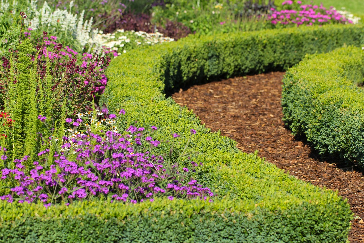 Plantas para bordaduras de canteiros: uma sebe de buxo forma serve de borda de canteiro natural