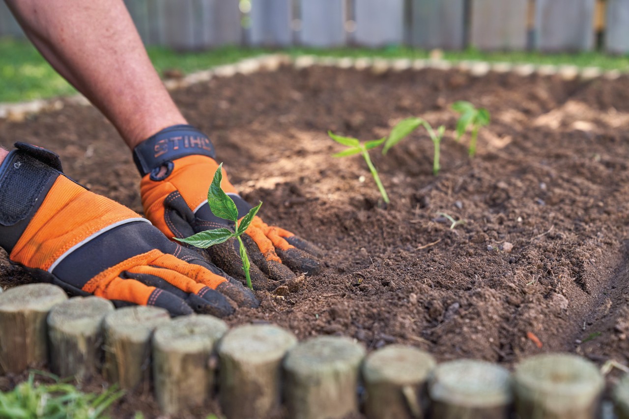 Plantar uma horta: sementes a serem plantadas em novos canteiros de legumes quase vazios