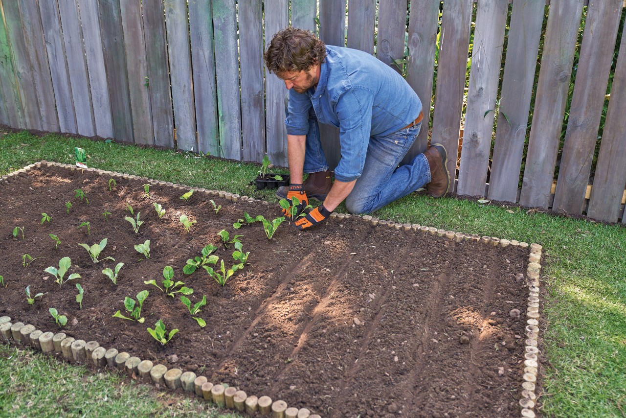 Plantar uma horta: um homem a plantar plântulas num canteiro de legumes ao lado de uma vedação de madeira