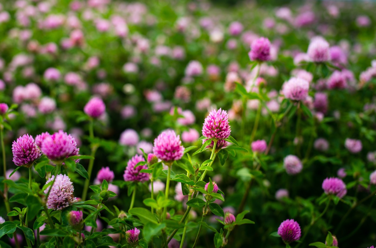 Imagem ampliada de um campo de trevo em flor