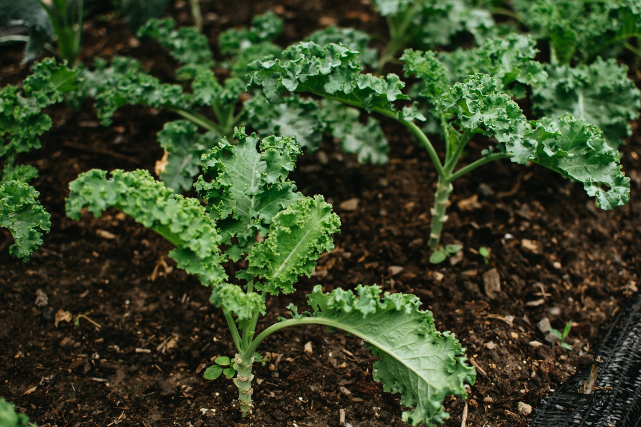 Grande plano de uma planta de couve (brassica oleracea)