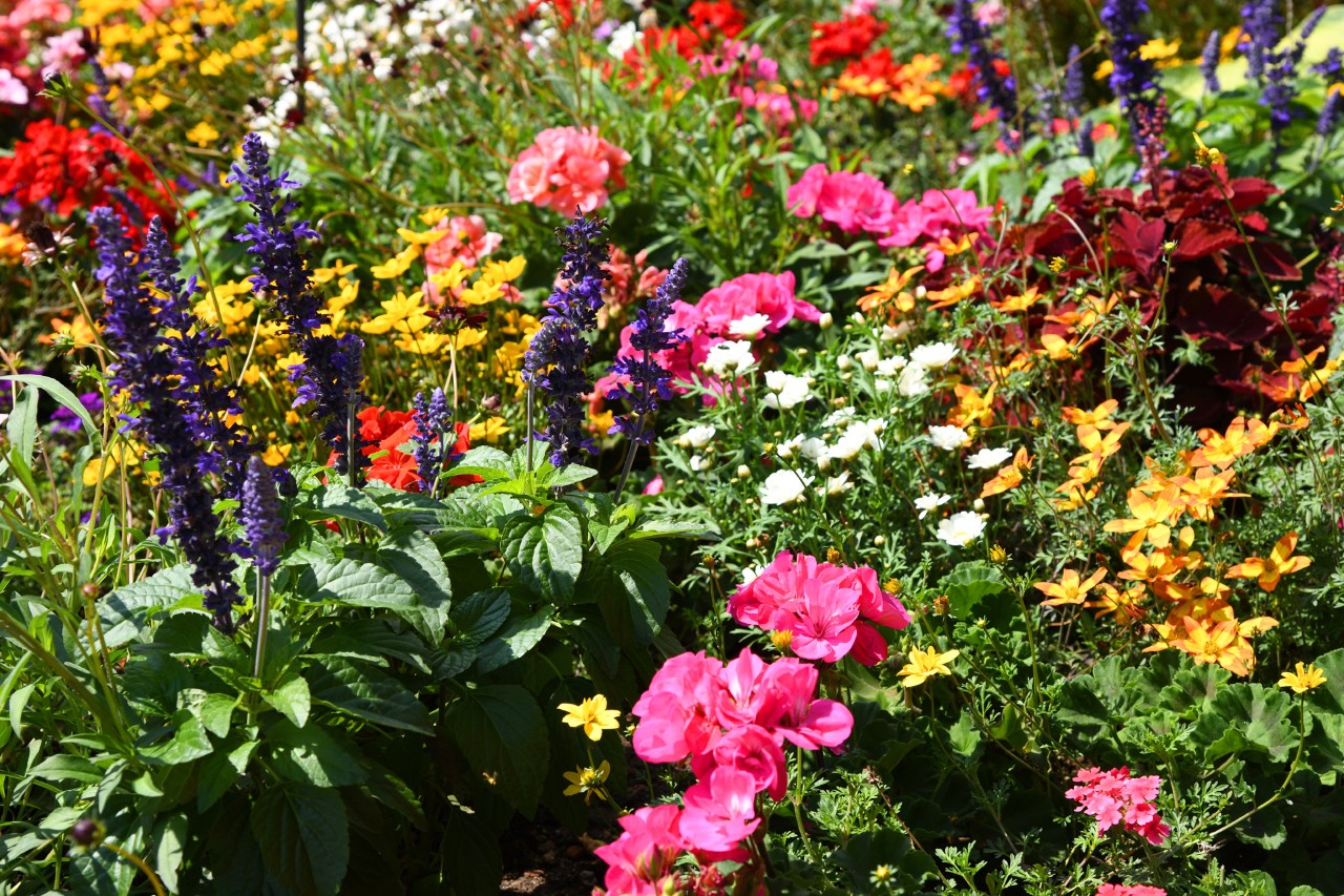 Canteiro de perenes com muitas flores coloridas