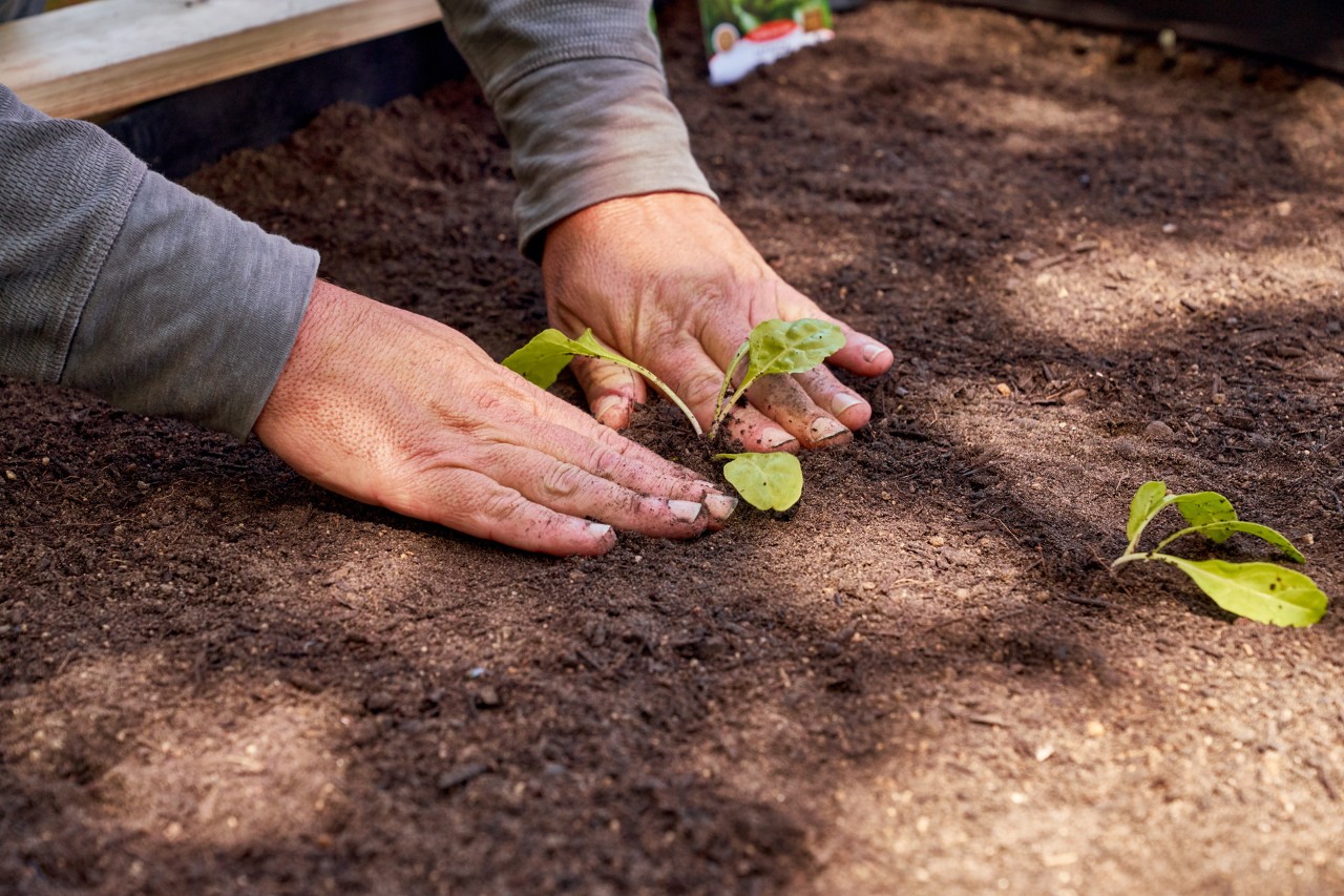 Plantar num canteiro elevado: terra a ser assentada à volta de uma plântula plantada