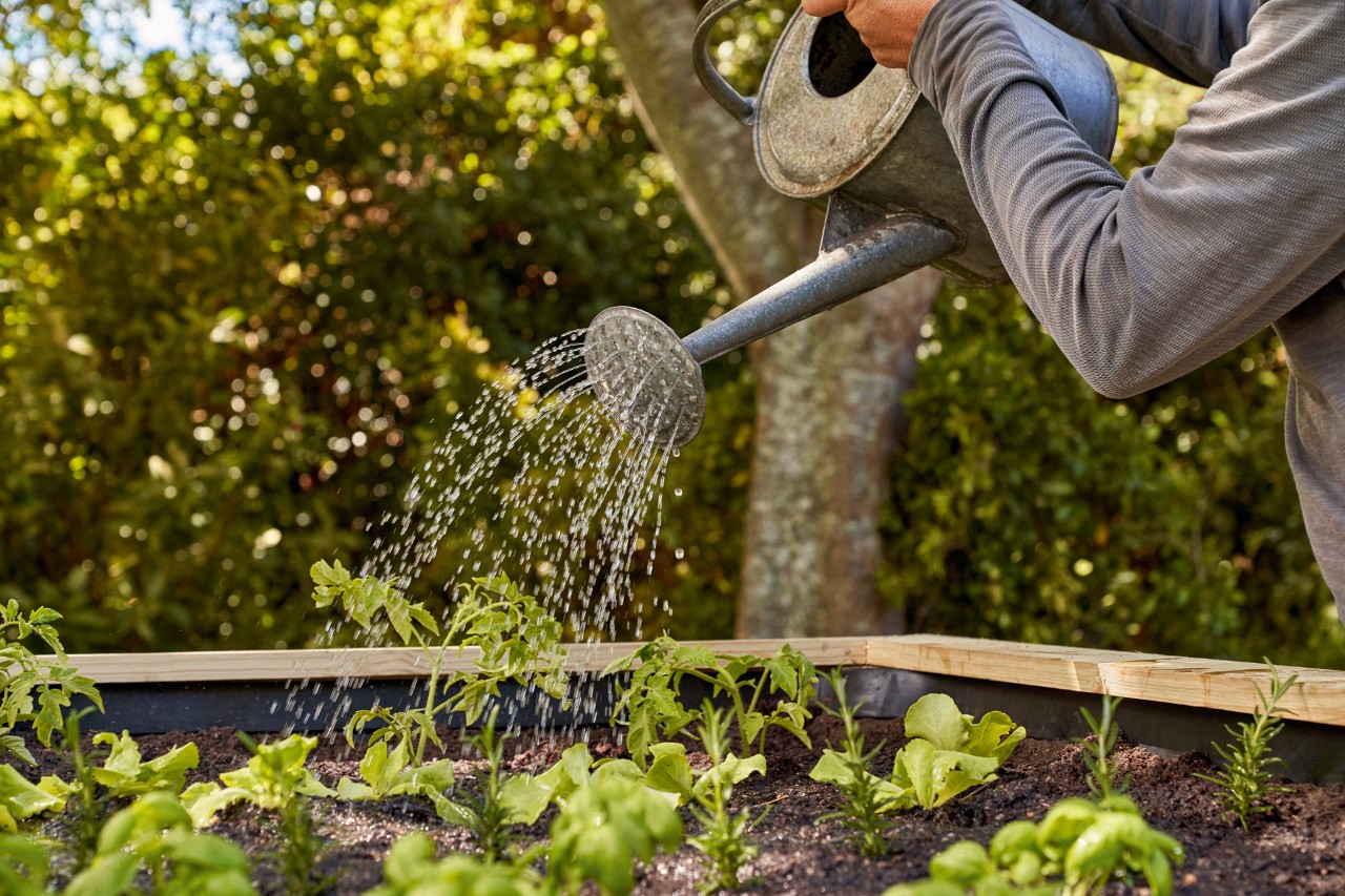 Plantar num canteiro elevado: plantas num canteiro elevado a serem regadas com um regador