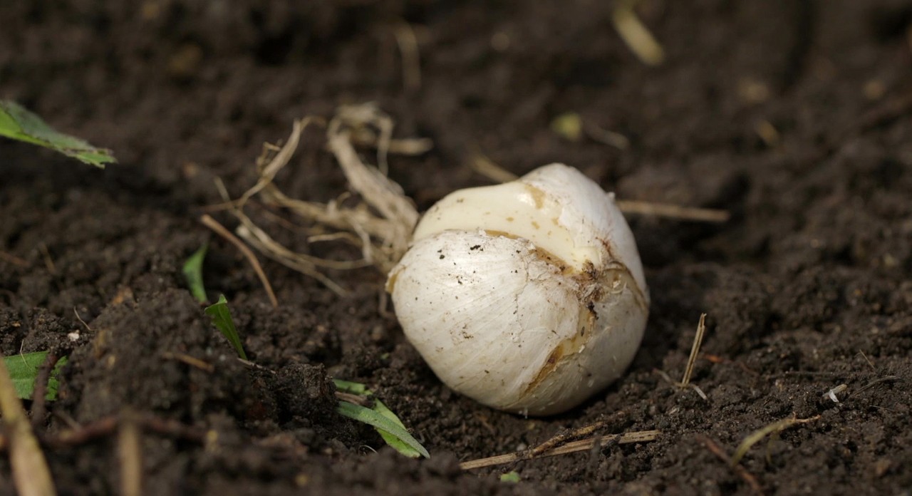 Imagem ampliada de um bolbo de flor num canteiro de jardim - preparação de canteiros de jardim para o inverno	