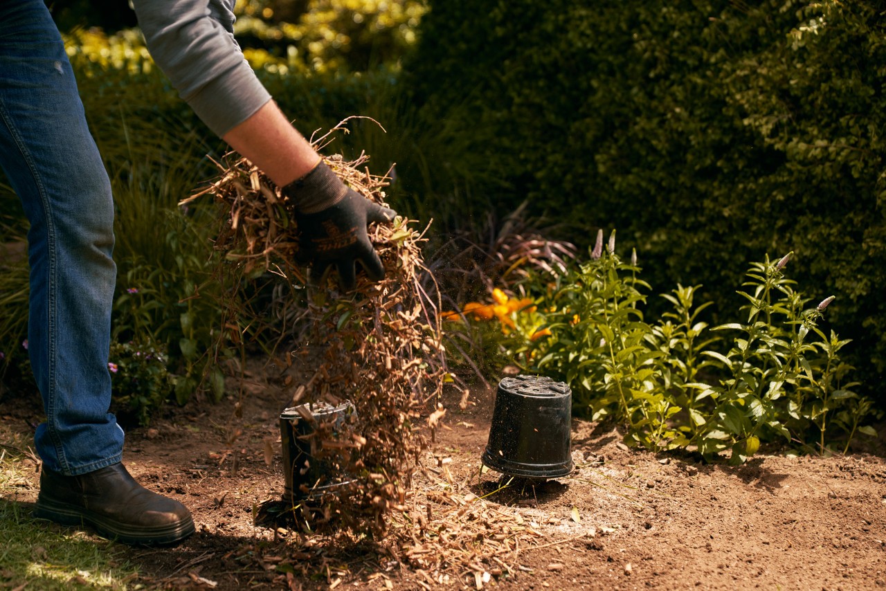 Solo coberto com mulch de folhas e matéria vegetal triturada - preparar o canteiro de jardim para o inverno