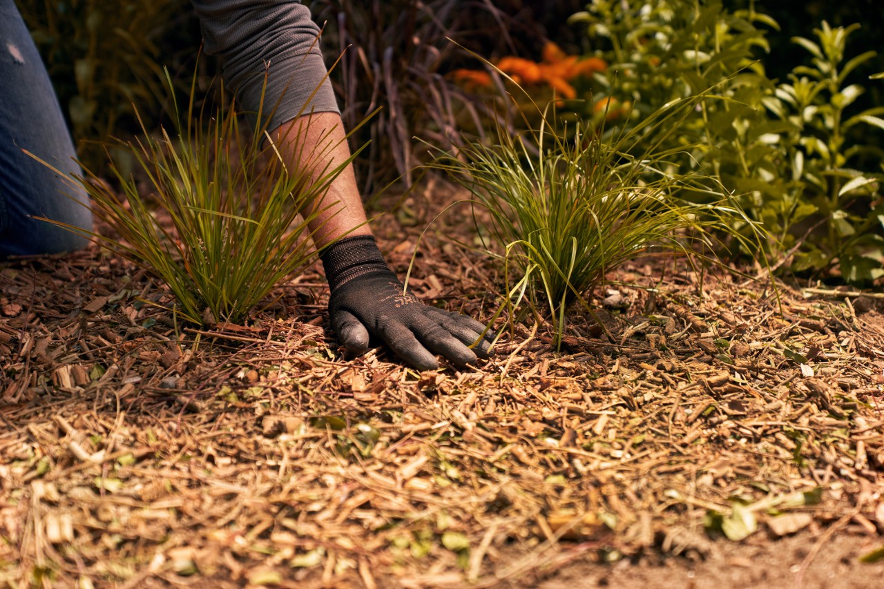 Superfície do solo coberta com mulch – cuidados do jardim de inverno