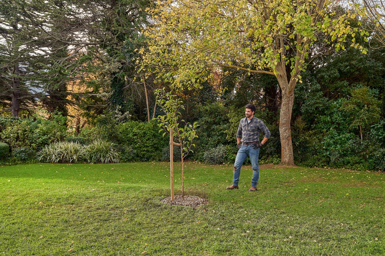 Um homem de pé no espaço verde junto a uma árvore acabada de plantar