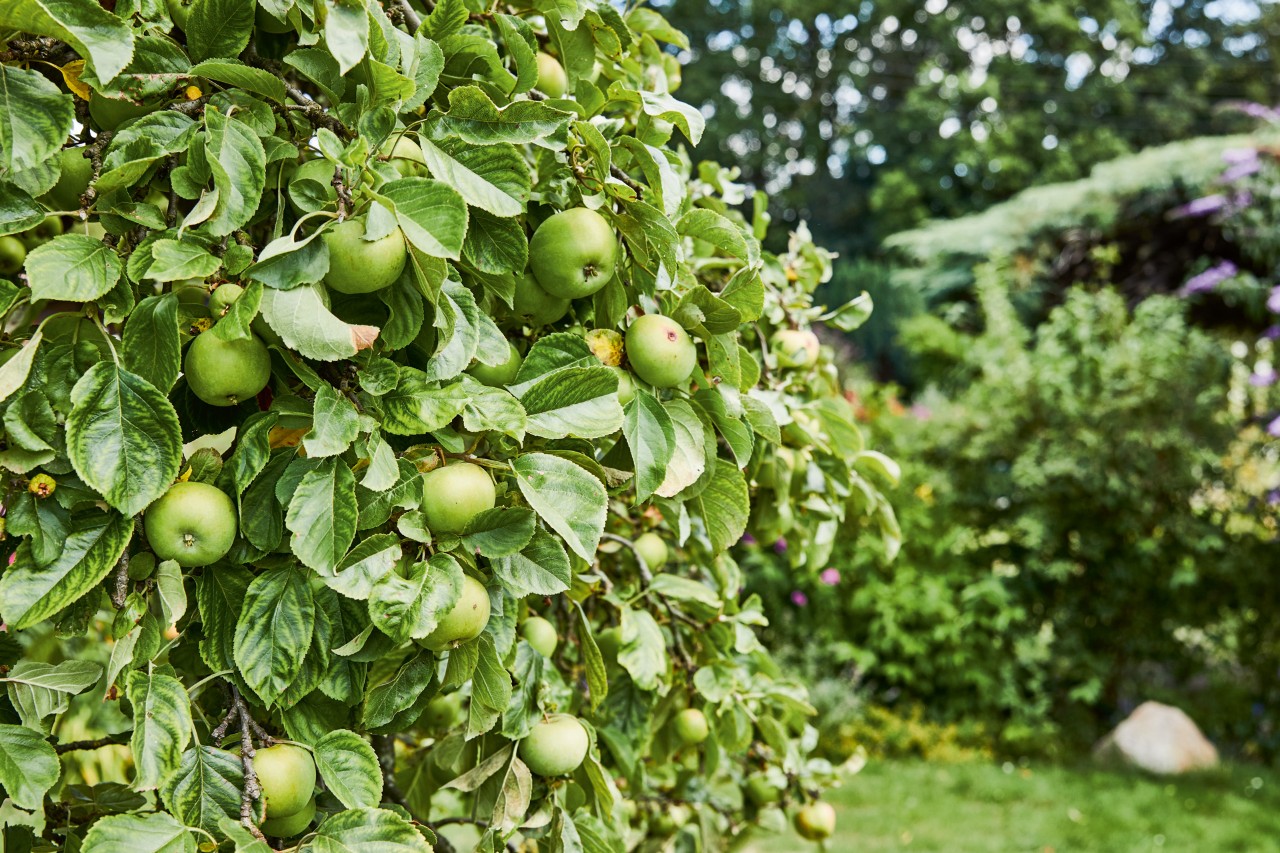 Macieira verde com arbustos e outras árvores de fruto em segundo plano