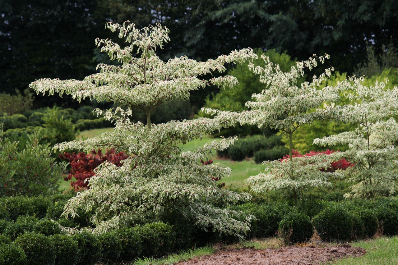 Cornus controversa num canto de jardim