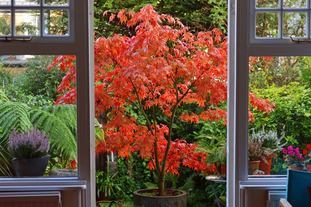 Vista de um alpendre para um bordo-japonês-vermelho num jardim pequeno
