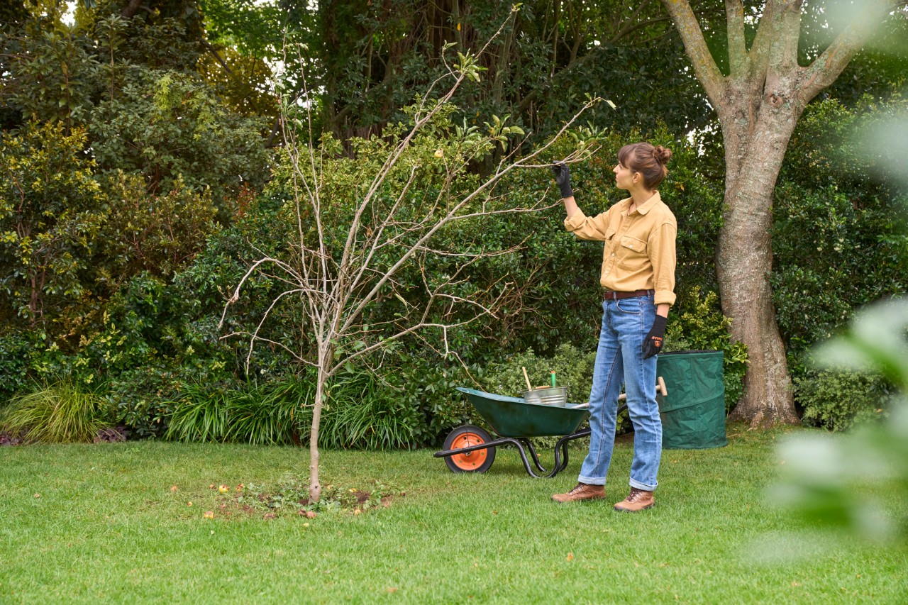 Uma mulher a podar uma árvore de fruto