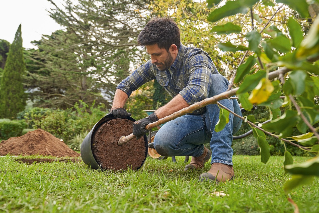 Um homem de luvas de proteção STIHL segura numa árvore em vaso para a plantar e solta o torrão para o regar