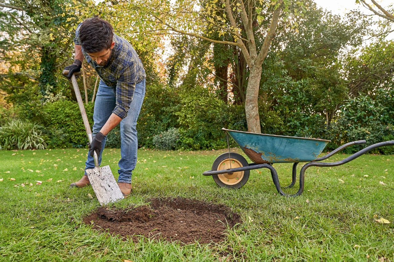 Um homem remove o relvado com uma pá de plantio para uma perfuração destinada a plantar árvore