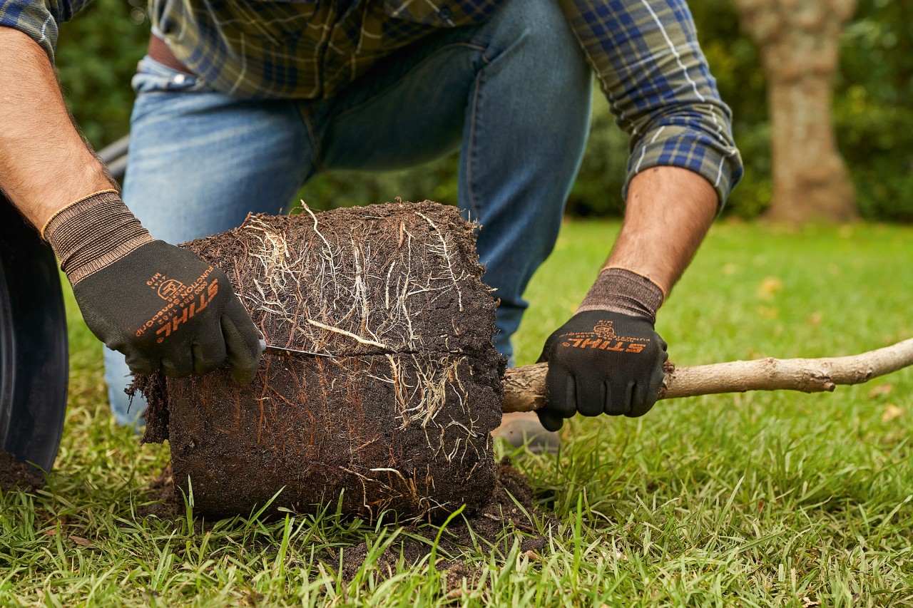 Uma pessoa de luvas de proteção STIHL arranha as raízes de uma árvore em vaso na aresta do torrão antes de plantá-la.