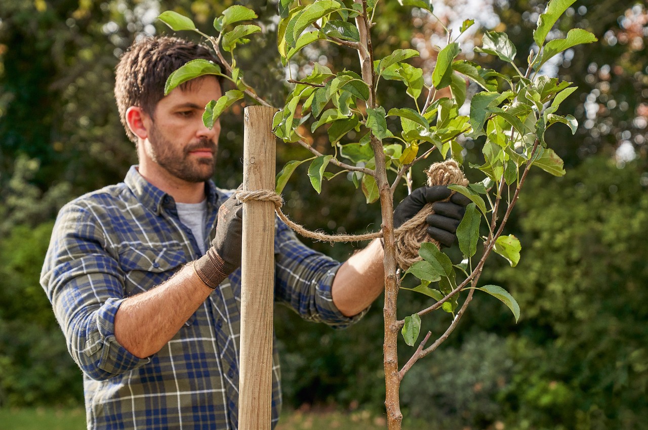 Um homem fixa uma árvore plantada a uma estaca de apoio usando uma corda