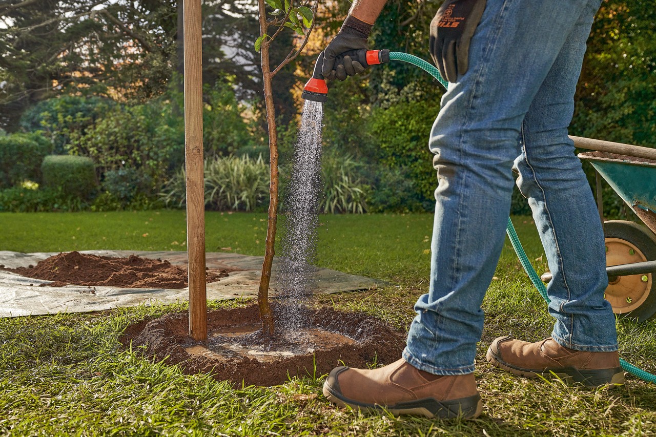 Um homem rega a cavidade à volta de uma árvore acabada de plantar com uma mangueira de espaço verde