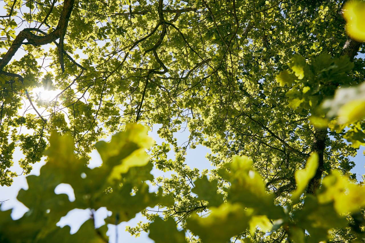 Luz do sol a atravessar a copa verde densa de uma árvore