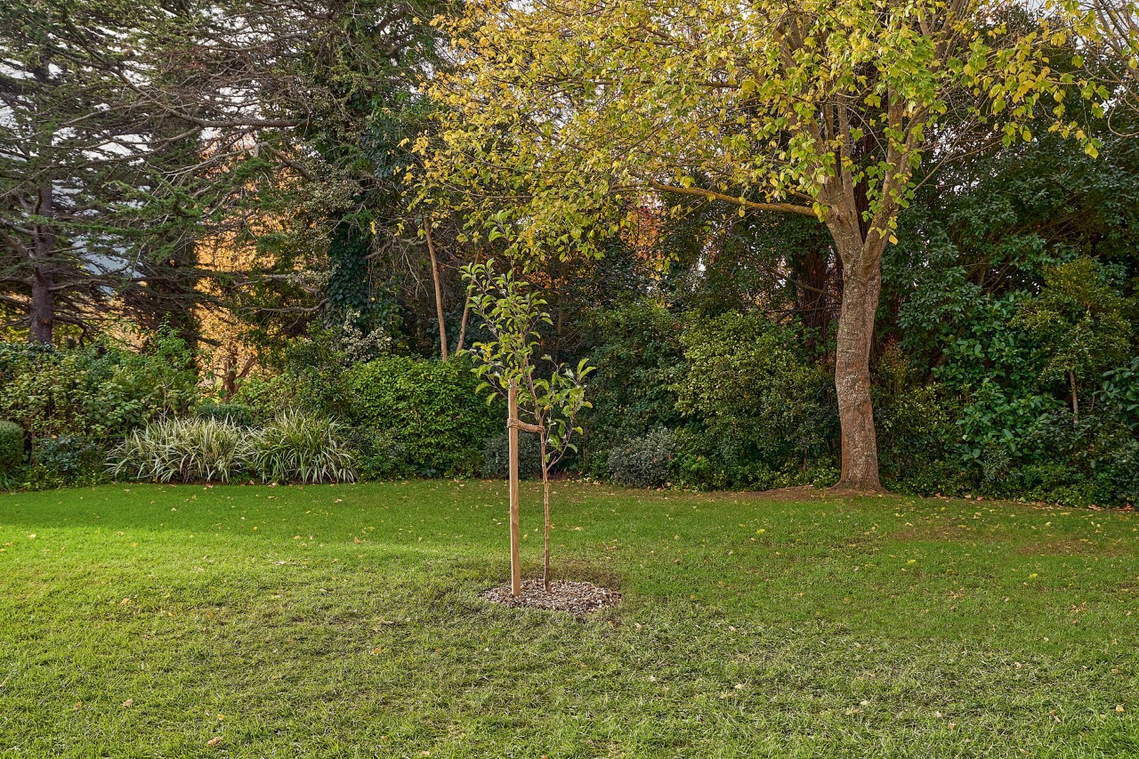 Uma árvore de folha caduca com uma estaca de apoio plantada no próprio espaço verde