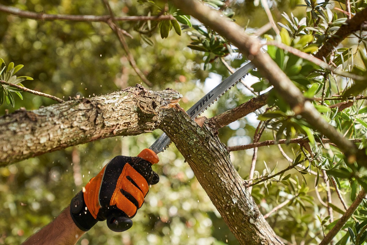 Uma pessoa com luvas de proteção STIHL usa um serrote STIHL para podar uma árvore 