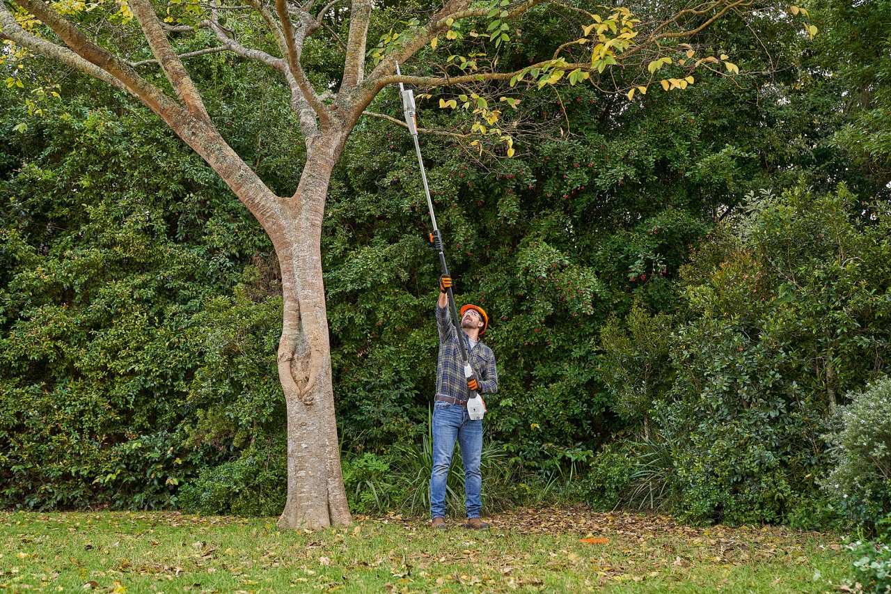 Um homem a fazer a poda de uma árvore com uma podadora em altura a bateria STIHL HTA 56