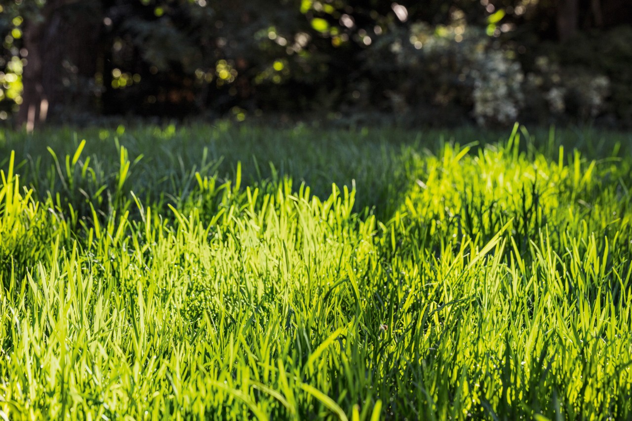Relva verde com sol e sombra – aprenda como cortar a relva de um relvado