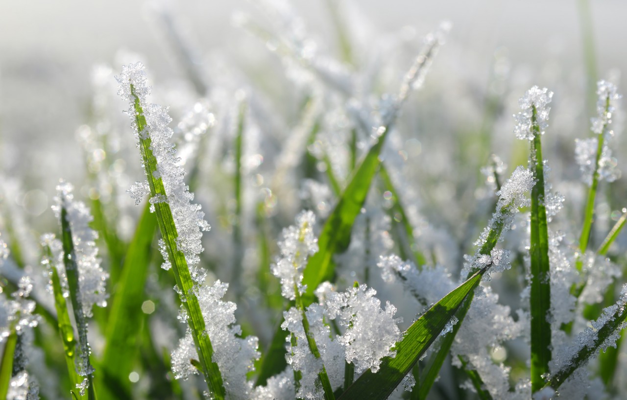 Imagem ampliada de lâminas de relva com cristais de gelo e neve