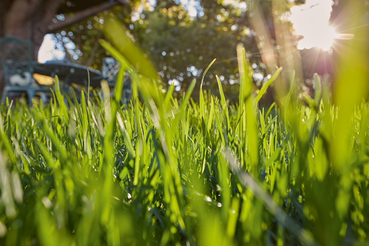 Imagem ampliada de folhas de relva verde ao sol.