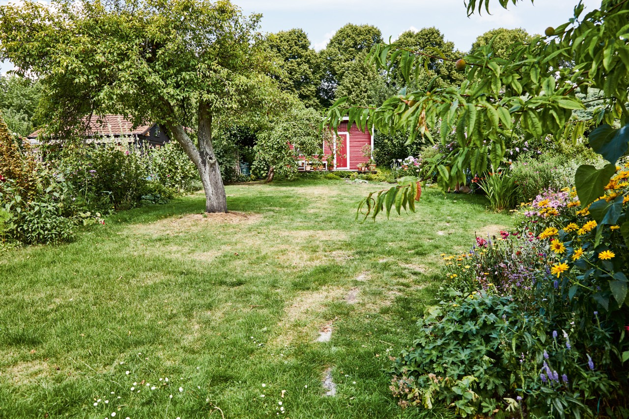 Um grande terreno em necessidade de fertilizar a relva com árvores, flores e um pequeno abrigo vermelho