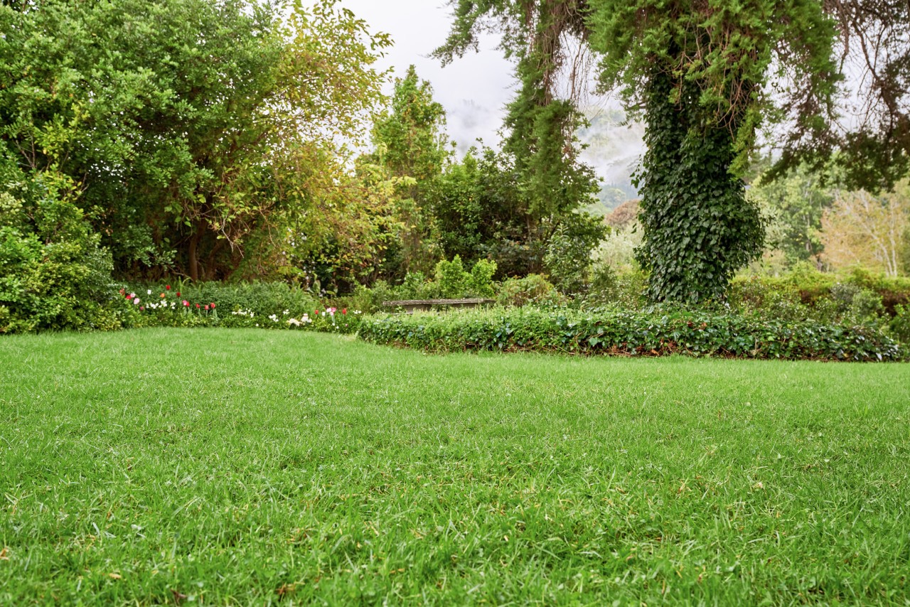 Um bonito e grande jardim com uma relva bem mantida e luxuriante após a renovação do relvado