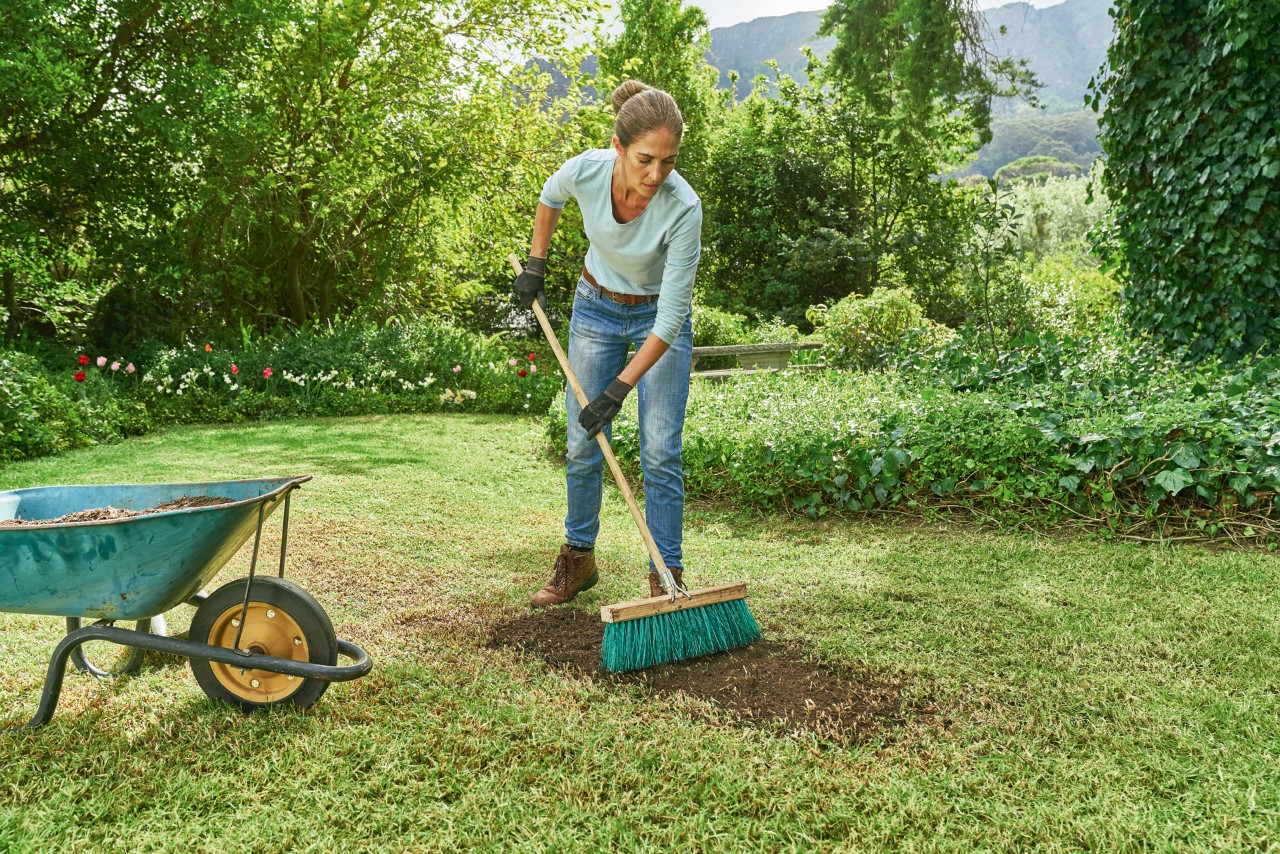 Uma mulher a usar uma vassoura para espalhar sementes misturadas com terra do carrinho de mão para renovar um relvado