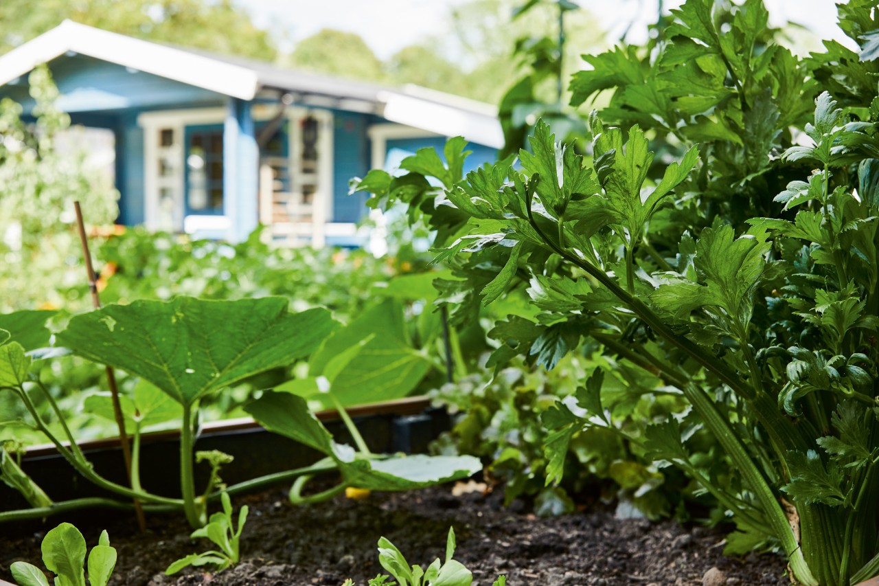 Imagem ampliada de salsa e outras plantas num canteiro de legumes como fazer mulching na horta