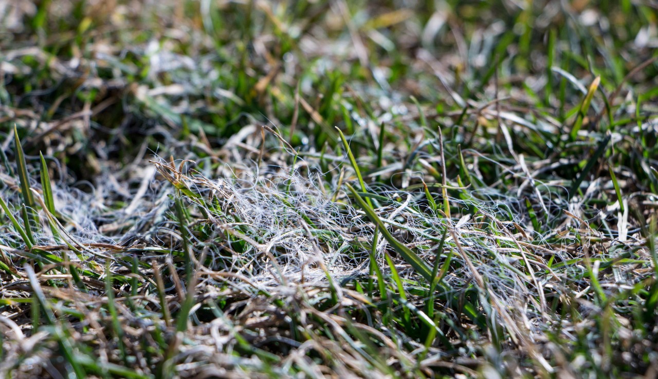 Imagem ampliada de relva com queimadura primaveril – tratar relva queimada