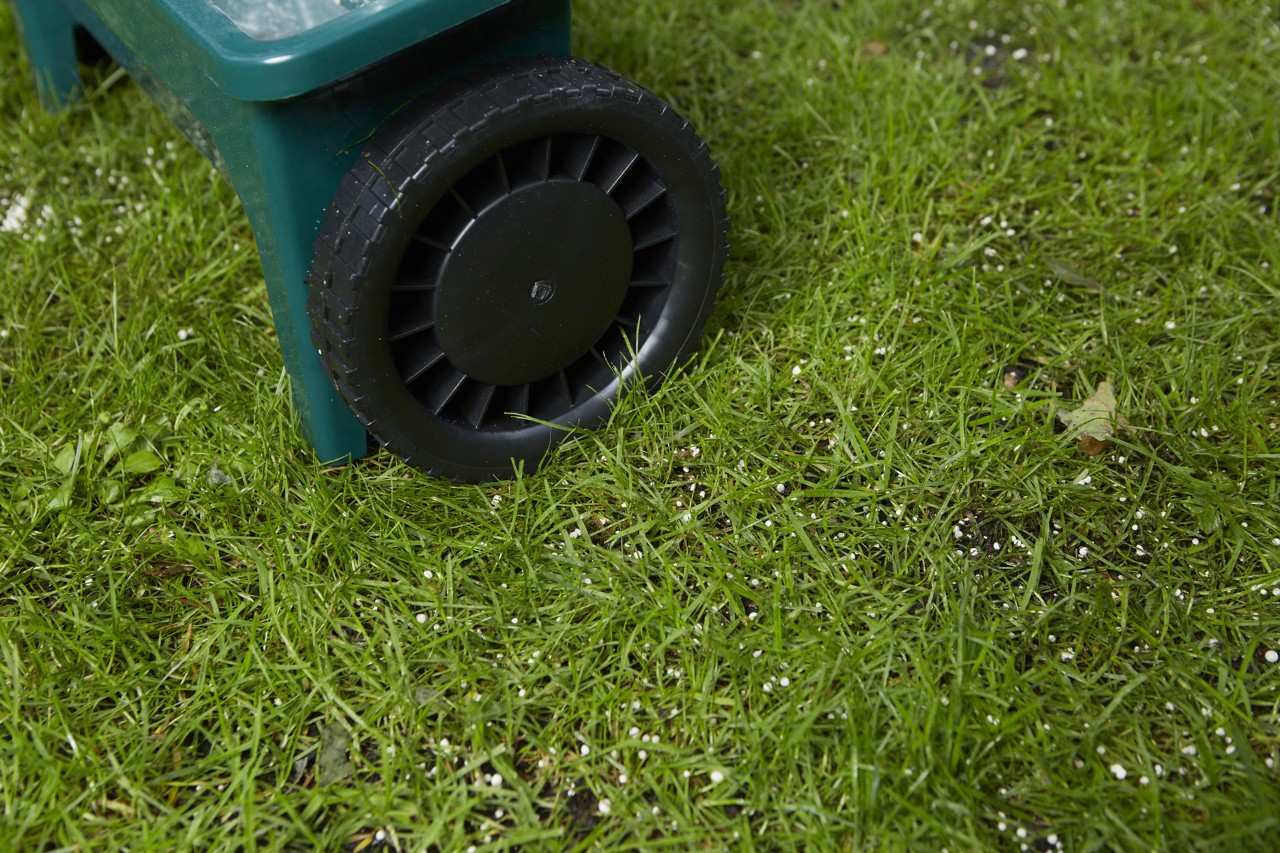 Uma imagem ampliada de relva com grânulos de fertilizante visíveis