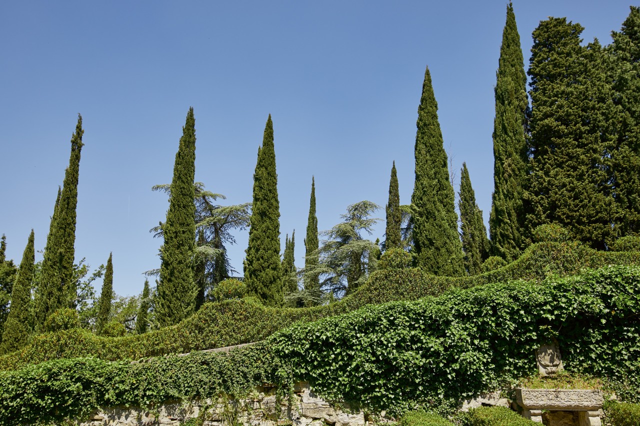 Sebes de ciprestes altas atrás de um muro coberto de plantas