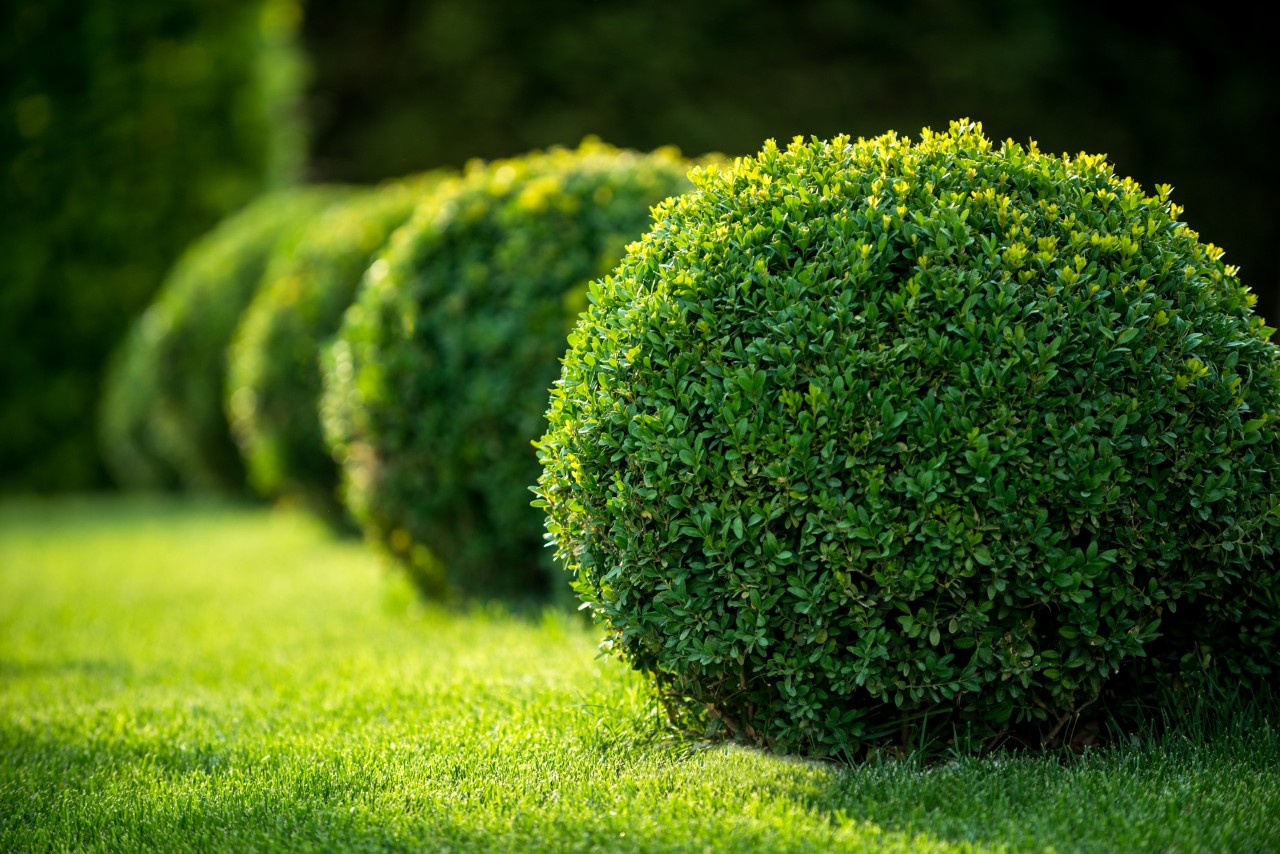 Bolas de buxos aparadas num relvado verde – exemplo de jardins com buxos