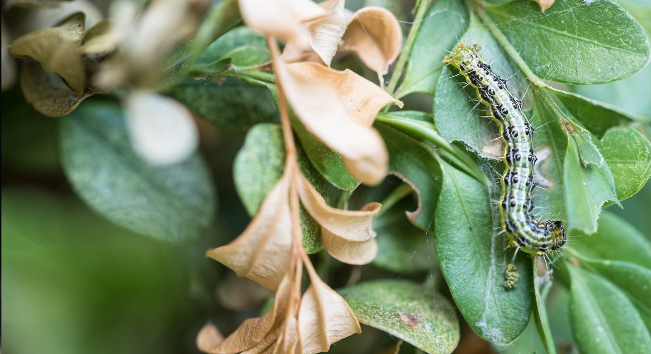 Imagem ampliada de uma lagarta de traça-do-buxo num buxo – jardim com buxos