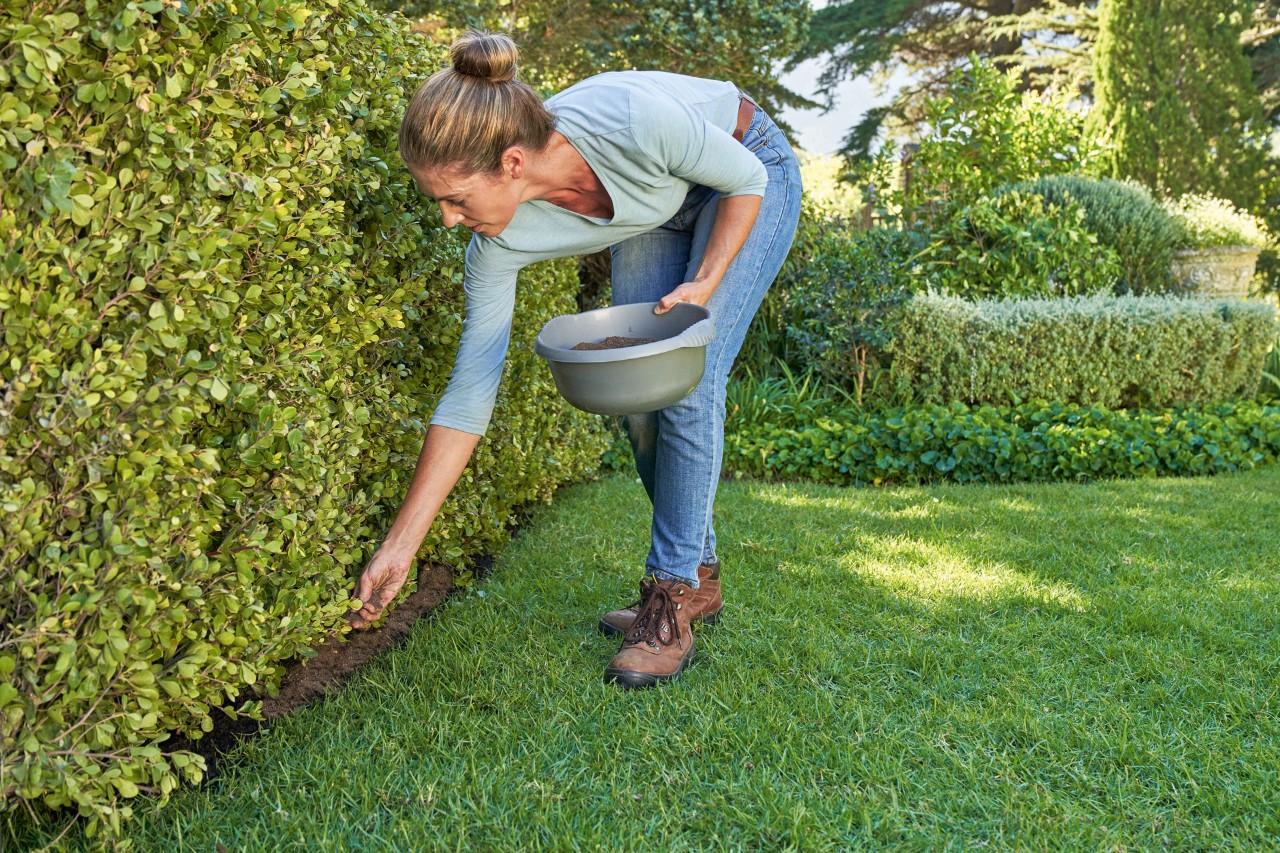 Mulher com um recipiente de fertilizante na mão esquerda fertiliza uma sebe de espaço verde