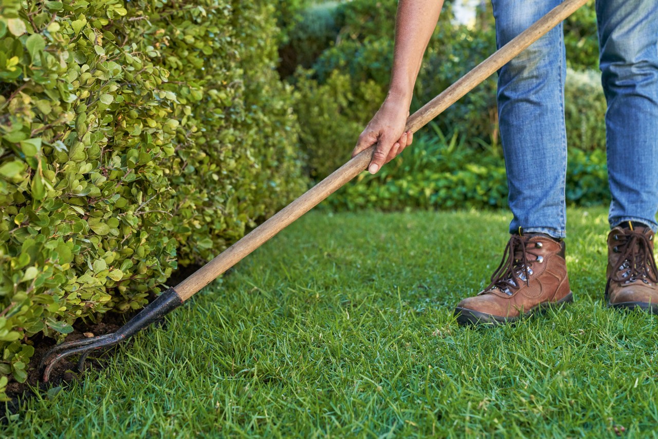 Uma pessoa com um ancinho solta o solo à volta da sebe para a fertilizar