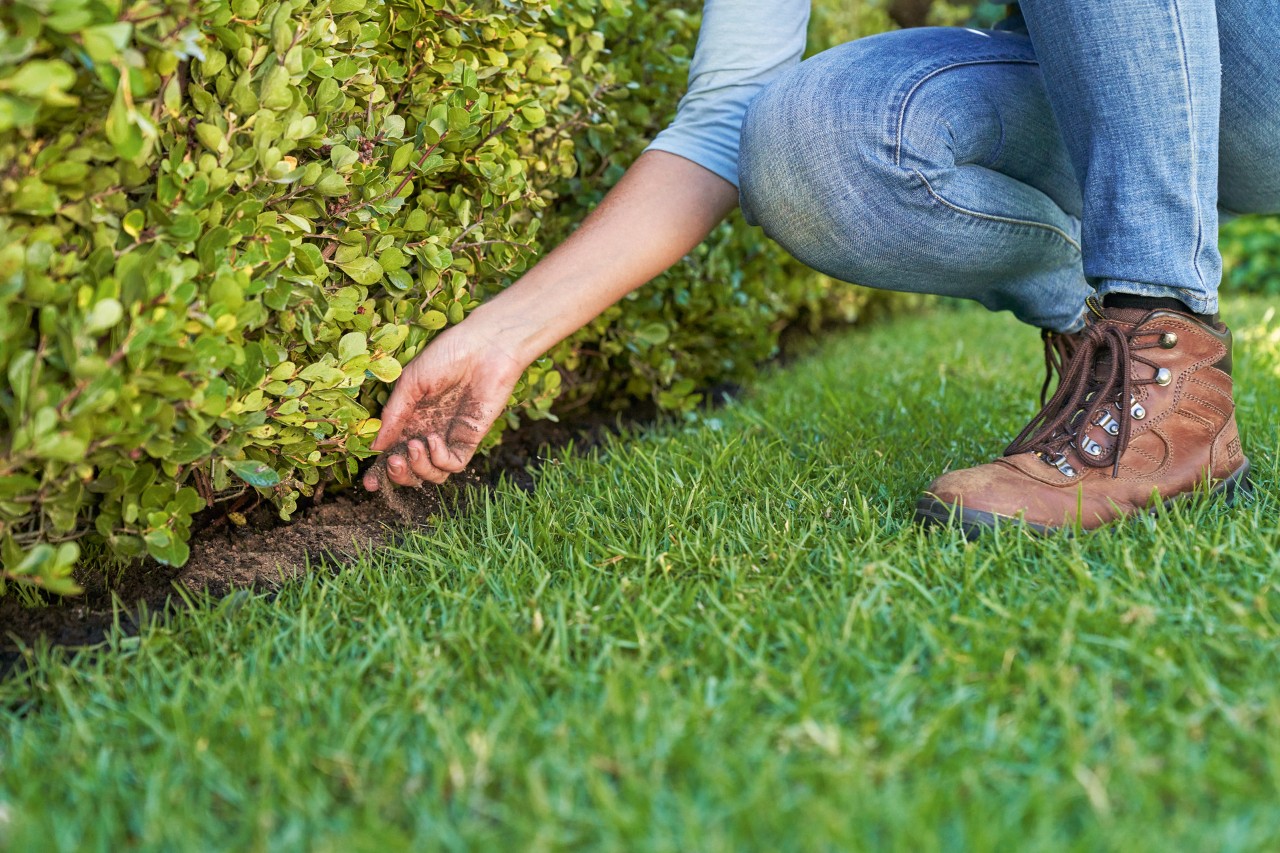 Uma pessoa aplica fertilizante orgânico numa sebe de jardim